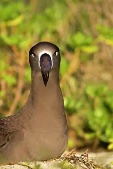 Nigripes: Black-footed Albatross