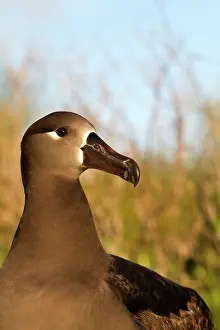 Nigripes: Black-footed Albatross