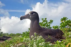 Nigripes: Black-footed Albatross