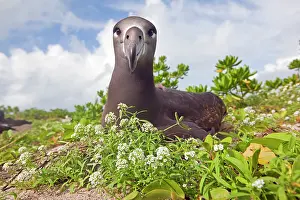 Nigripes: Black-footed Albatross