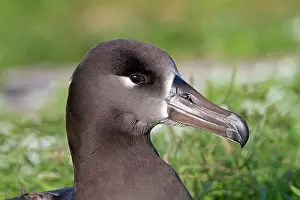 Nigripes: Black-footed Albatross