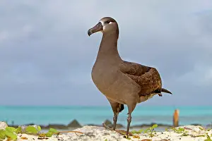 Nigripes: Black-footed Albatross