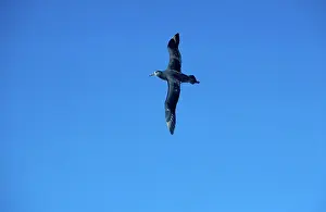 Phoebastria: Black-footed Albatross