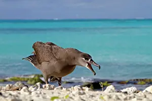Nigripes: Black-footed Albatross - calling
