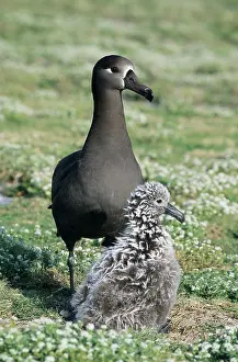 Nigripes: Black-Footed Albatross - with chick