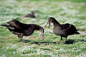 Nigripes: Black-footed Albatross - courtship display