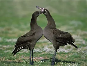 Nigripes: Black Footed Albatross - Courtship Display