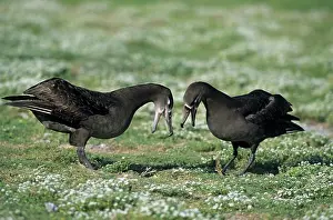 Nigripes: Black-Footed Albatross - courtship display