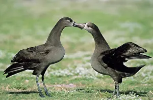 Nigripes: Black-Footed Albatross - courtship display