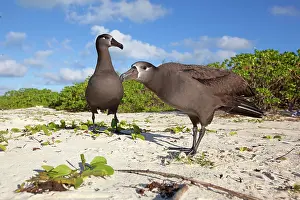 Nigripes: Black-footed Albatross - displaying