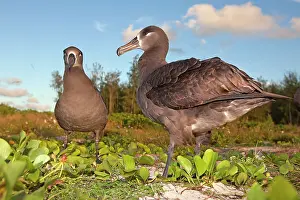 Nigripes: Black-footed Albatross - displaying