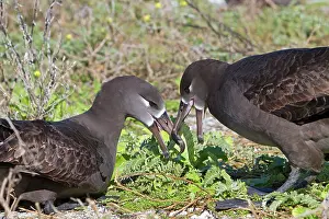Nigripes: Black-footed Albatross - displaying