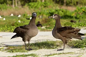 Nigripes: Black-footed Albatross - displaying