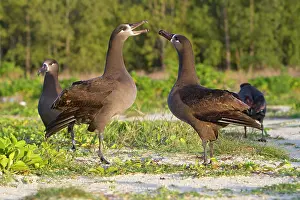 Nigripes: Black-footed Albatross - displaying