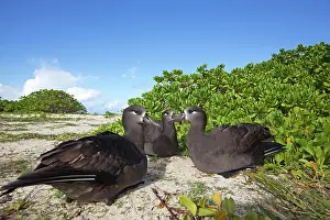 Nigripes: Black-footed Albatross - displaying
