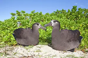 Nigripes: Black-footed Albatross - displaying