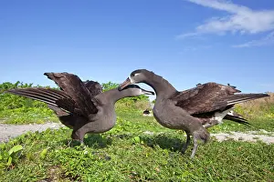 Nigripes: Black-footed Albatross - displaying
