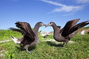 Nigripes: Black-footed Albatross - displaying