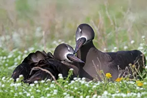Nigripes: Black-footed Albatross - displaying