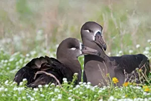 Nigripes: Black-footed Albatross - displaying