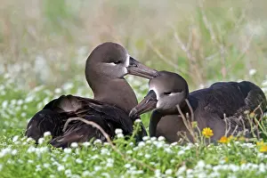 Nigripes: Black-footed Albatross - displaying