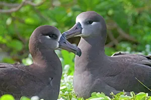 Nigripes: Black-footed Albatross - displaying