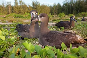 Nigripes: Black-footed Albatross - displaying at nest