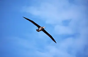 Midway: Black-footed Albatross - in flight