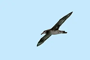 Nigripes: Black-footed Albatross - in flight
