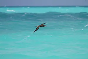 Nigripes: Black-footed Albatross - in flight
