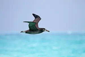 Nigripes: Black-footed Albatross - in flight