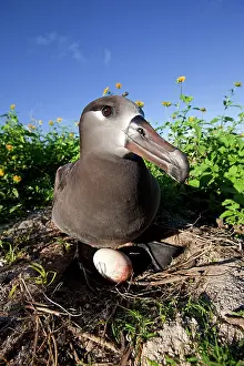 Nigripes: Black-footed Albatross - at nest with egg