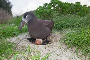 Nigripes: Black-footed Albatross - at nest with egg