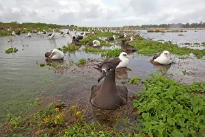 Nigripes: Black-footed Albatross - on the nest in the water
