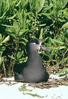 Black-footed albatross - nesting