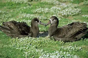 Nigripes: Black-Footed Albatross - pair bonding
