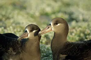 Nigripes: Black-Footed Albatross - pair bonding