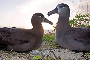 Nigripes: Black-footed Albatross - at sunset