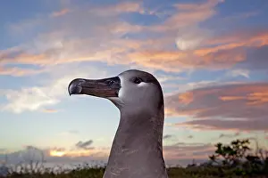 Nigripes: Black-footed Albatross - at sunset