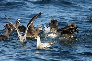 Blubber: Black-footed albatrosses and juvenile gulls feeding