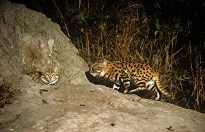 Nigripes: Black-footed Cat / Small Spotted Cat - at den