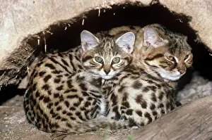 Dens: Black-footed Cat / Small Spotted Cat - at den