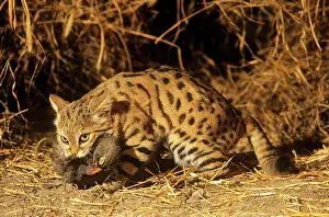 Francolins: Black-footed Cat / Small Spotted Cat - with Francolin kill