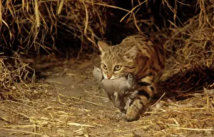 Nigripes: Black-footed Cat / Small Spotted Cat - with kill