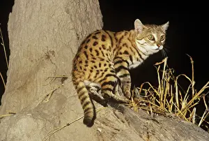 Nigripes: Black-footed Cat / Small Spotted Cat - showing black feet