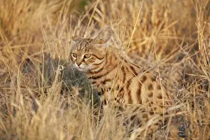 Smallest: Black-footed Cat / Small Spotted Cat - smallest African cat
