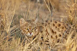 Smallest: Black-footed Cat / Small Spotted Cat - smallest African cat