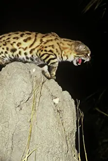 Hissing: Black-footed Cat / Small Spotted Cat - snarling