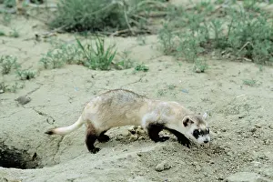 Ferrets: Black-footed ferret