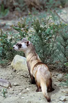 Ferrets: Black-footed ferret
